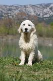 GOLDEN RETRIEVER 907